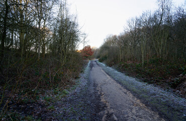 Long frost covered path between trees and bushes on a winter morning