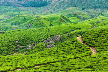 Green tea plantations in Munnar, Kerala, India