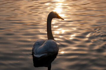 Swan at sunset