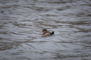 Ruddy Duck Surfing Waves on Pond