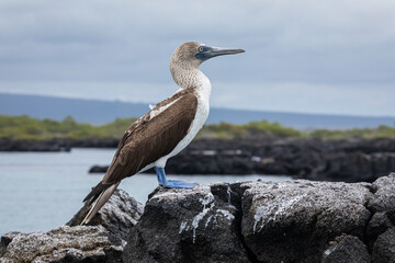 Blue footed booby (Sula Nebouxii) on lava rocks in its environment at Galapagos Islands. Birds photography.
