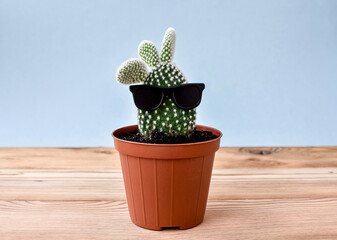 Small cactus in black glasses, in a pot, wooden, old boards, blue background.
