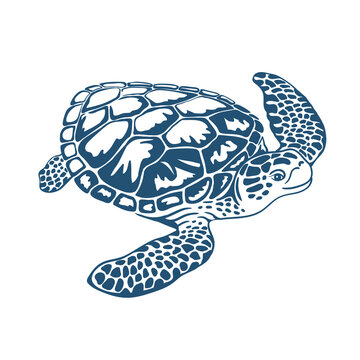 Sea Turtle vector isolated on white background. Reptile. Animals. Line art. Marine life. Black and white monochrome drawing