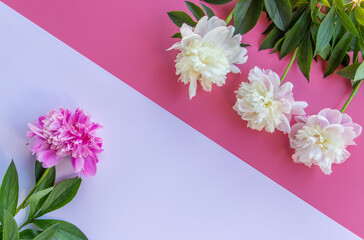 Beautiful pink and white peony flower with leaves on a white pink background. Flat lay, top view.  Сopy space for text