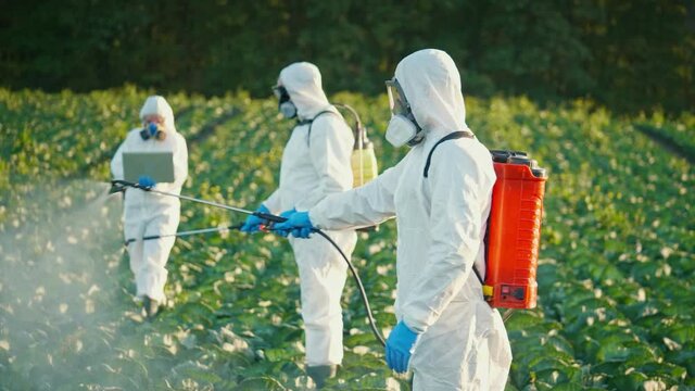 Pest Control Service. Men Spray Toxic Pesticides, Pesticides and Insecticides on Plantations, Against the Background of a Woman Agronomist with a Laptop. Industrial Chemical Agriculture. Agribusiness.