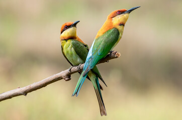 Pair of Chestnut-headed bee-eaters or Merops leschenaulti perching on tree branch , Thailand