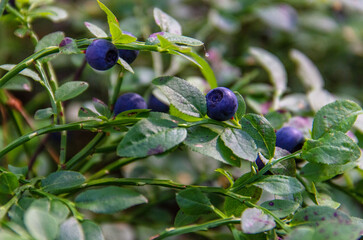 Green bushes with ripe blueberries. Forest edible berries. Healthy or diet food.
