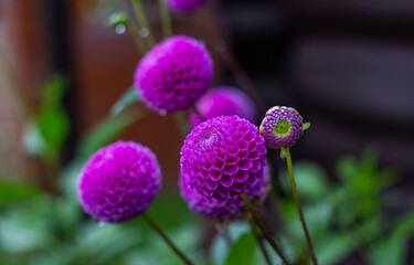 Beautiful blooming purple dahlias. Perennial herbaceous plant of the Asteraceae family. Soft selective focus.