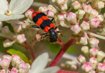 Beetle with red and black stripes on a flowering hydrangea.  Bee beetle (trichodes apiarius). Macro photo.