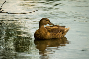 Cute light-brown duck swimming on lake, reflections in water