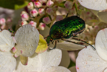 Rose Chafer (Cetonia Aurata), (Cetoniinae). Green bronze beetle on a flowering hydrangea. Macro photo. Close-up.