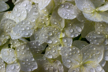 White hydrangea flower with water droplets. Flowering plants in gardens and parks. Macro photo. Close-up.