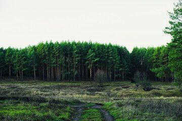 Autumn pine forest in cloudy weather. 