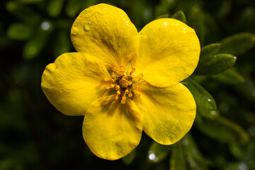 Yellow flower Kuril tea Bush close-up..Dasiphora fruticosa, Potentilla. Greeting card