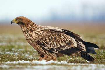 Eastern imperial eagle - Aquila heliaca - large bird of prey protected endangered species