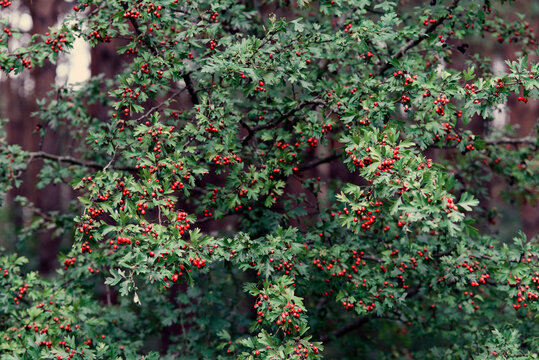 Bush crataegus monogyna with fruits in the summer forest