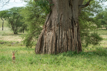 gazelle and baobab