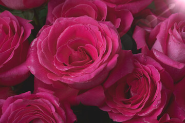 Close up of tenderness pink roses. Selective focus
