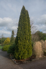 Winter Foliage of an Evergreen White Cedar Tree (Thuja occidentalis 'Smaragd') with a Cloudy Sky Background Growing in a Garden in Rural Devon, England, UK