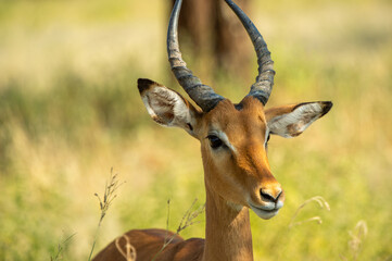 impala in the savannah