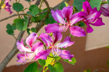 The silk floss tree (Ceiba speciosa or Chorisia speciosa) is species of deciduous tree native to the tropical and subtropical forests.