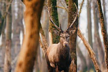 Red Deer stag - Cervus Elaphus - in the forest