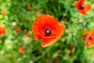 red poppy in the field