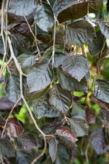 water drops on the leaves