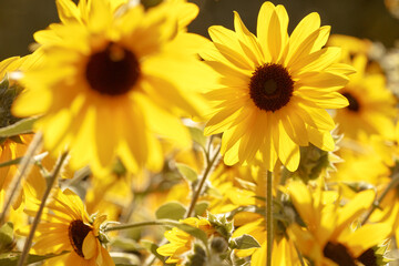 Naklejka premium Yellow flowers. The petals are yellow in the bright sunlight on the meadow. Flowers of a summer plant with brown stamens