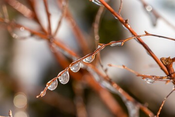 Four frozen water droplets on a thin branch on a winter day, close-up