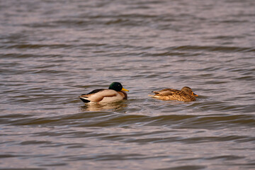 Mallard duck on the winter lake