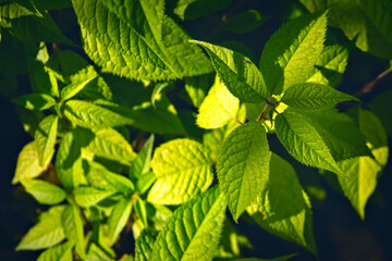 Fototapeta na wymiar Young green foliage illuminated by sunlight closeup. Young green leaves illuminated by a sunbeam on a blurred background.