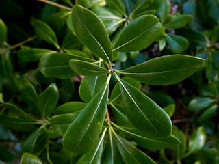 macro di rametto di pitosforo nel suo fogliame