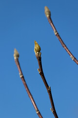 Three Branches of an adult magnolia tree with large swollen buds against the sky on a warm winter...