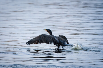 Great Cormorant - Phalacrocorax carbo - takes off from the water