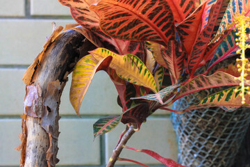 Codiaeum variegatum, garden croton or variegated croton. Croton red and yellow leaves with rare blossom flower on branch in a pot against a brick wall. © vita