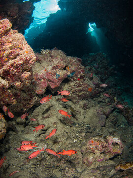 Blotcheye soldierfish under rocks (Ras Mohammed, Sharm El Sheikh, Red Sea, Egypt)