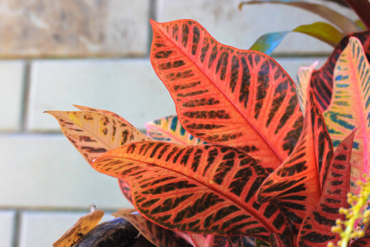Codiaeum variegatum, garden croton or variegated croton. Croton red and yellow leaves against a brick wall.