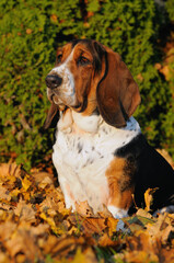 Basset hound portrait