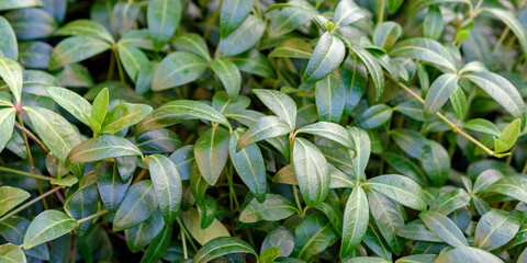 Obraz premium Natural green foliage background. Panorama.