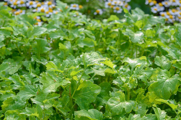 Background of green leaves in the sunlight.