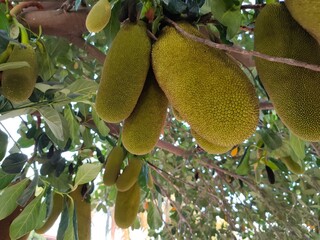 Jackfruit on the tree