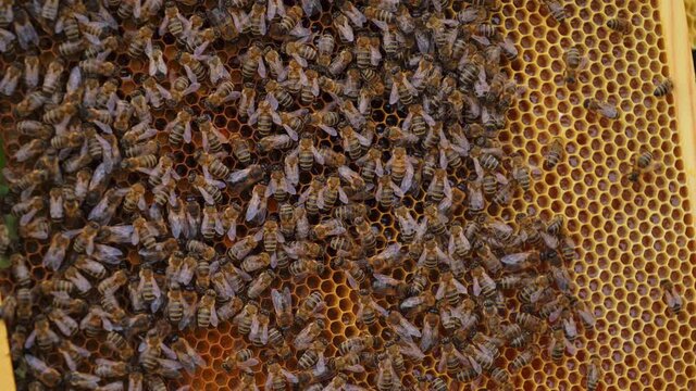 Many brown bees crowl and fly over honeyomb. Selective focus on many working insects. Apiculture concept.
