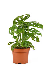 Leaf with holes of tropical 'Monstera Adansonii' or 'Monstera Monkey Mask' vine houseplant isolated on white background