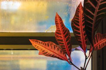 Codiaeum variegatum, garden croton or variegated croton. Croton red leaves in front of the window. Warm sunlight background. Space for text. © vita