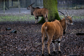 antelope in the zoo of Thoiry