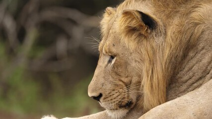Close up of a tired male lion falling asleep under the hot African sun.