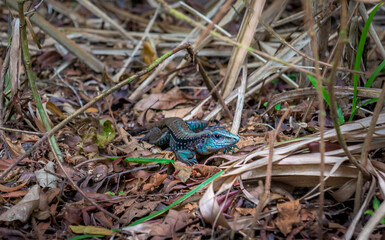 Green - blue  lizard in Costa Rica.