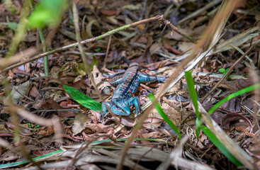 Green - blue  lizard in Costa Rica.