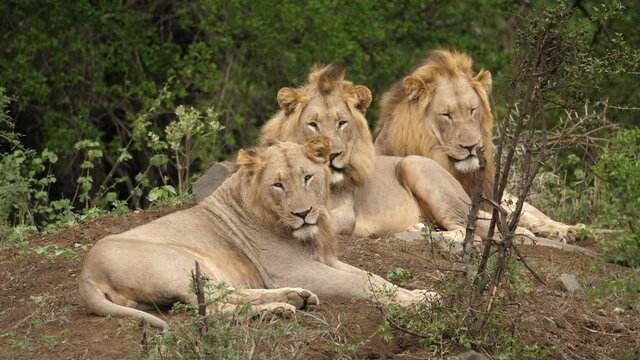 A trio of male lions sleep peacefully amongst the savannah trees.